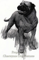 Feral Mastiff